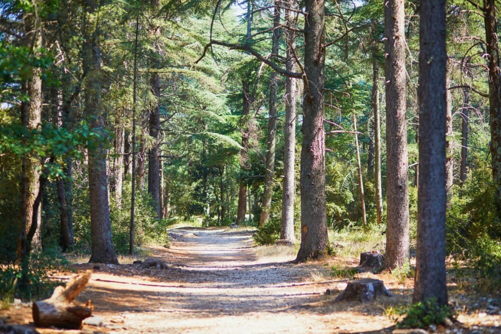 La forêt des cèdres du Petit Luberon