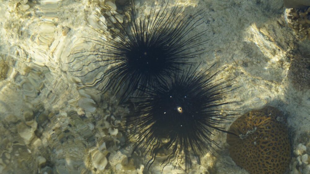La plage de Kikambala, Kenya