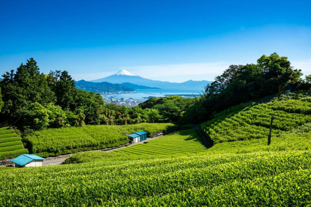 La plantation de thé de Shizuoka