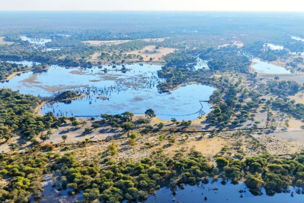 La réserve de Moremi, Bostwana