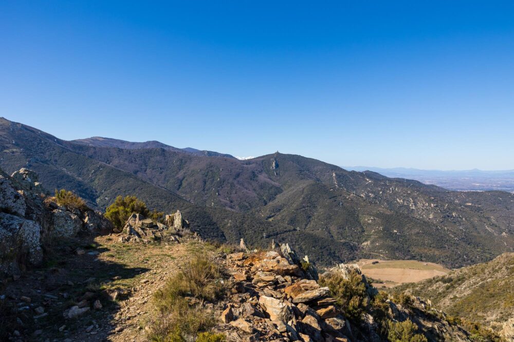 La réserve naturelle nationale de la forêt de la Massane, Occitanie