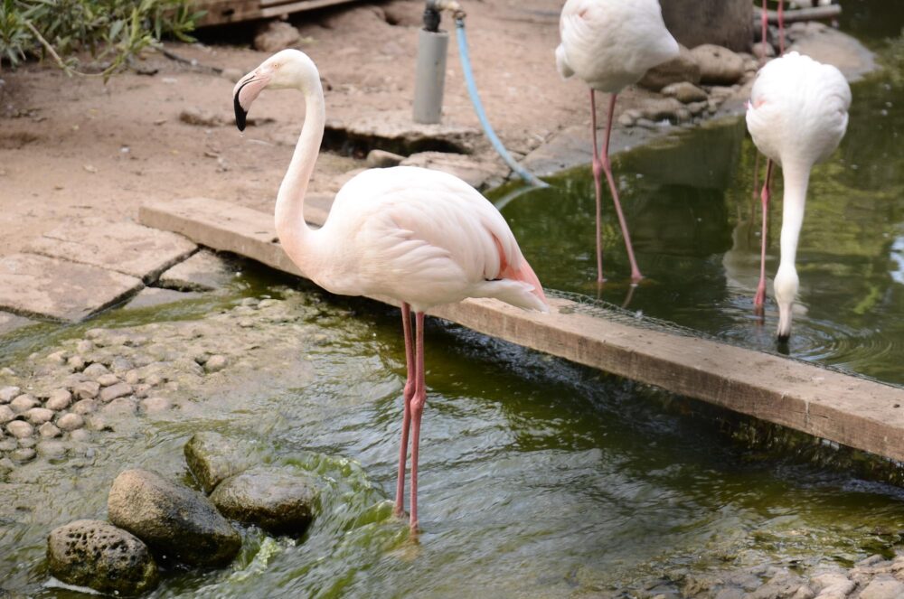 La vallée des Oiseaux, Agadir