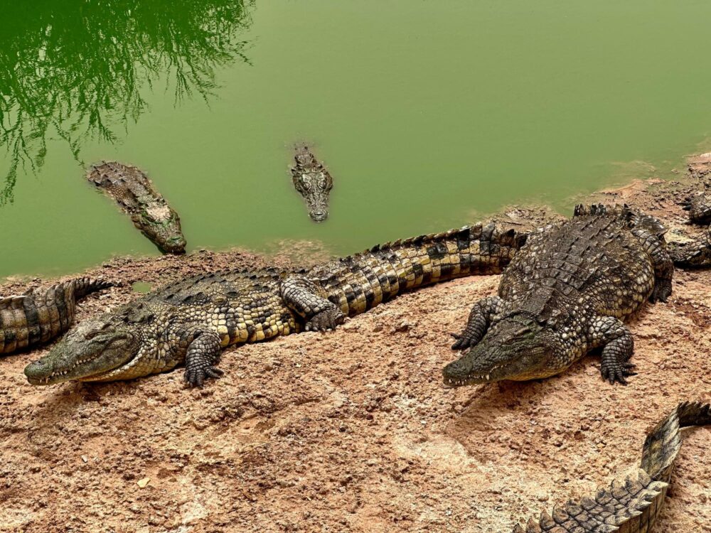 Le Crocoparc, Agadir