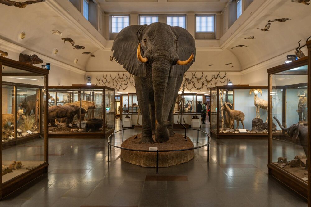 Le Musée d'Histoire naturelle