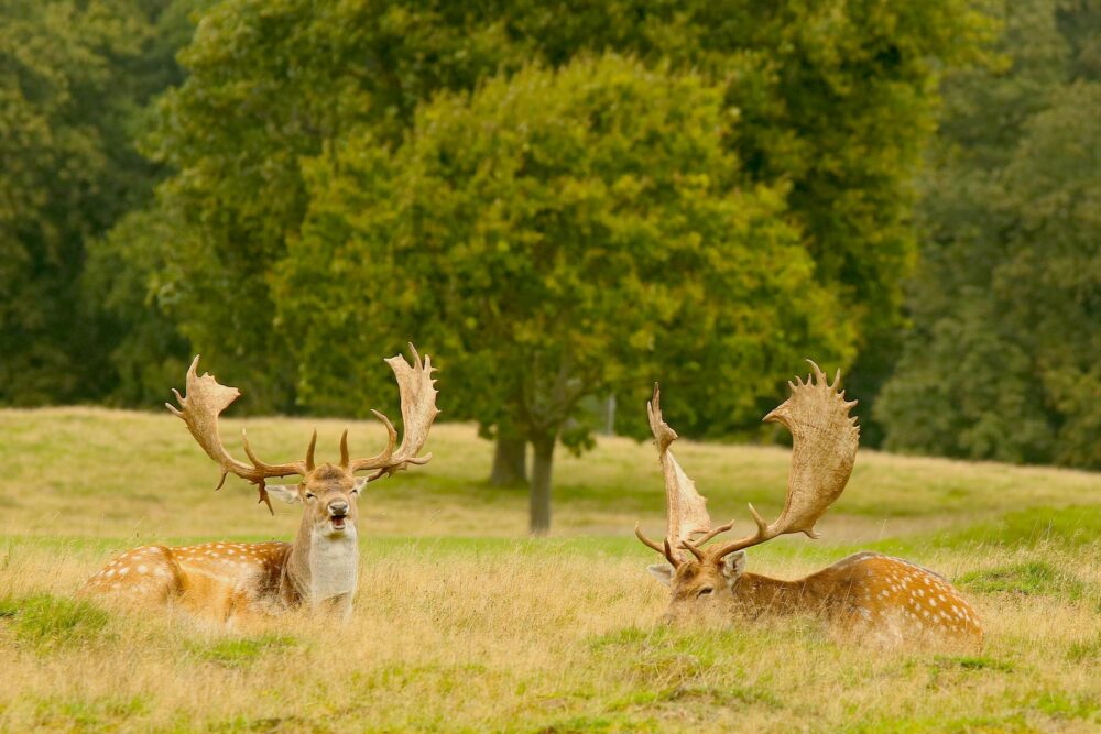 Le Parc de Cerfs de Jægersborg