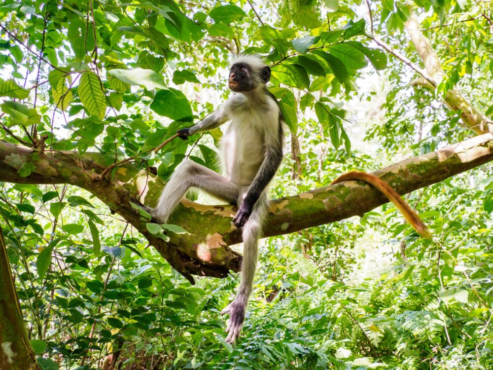 Le Parc national Jozani Chwaka Bay, Zanzibar