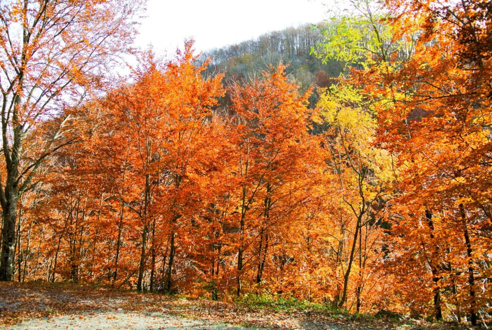 Le Parc national de Kozara, Bosnie