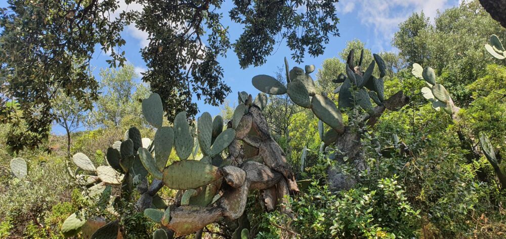 Le Sentier des Crêtes