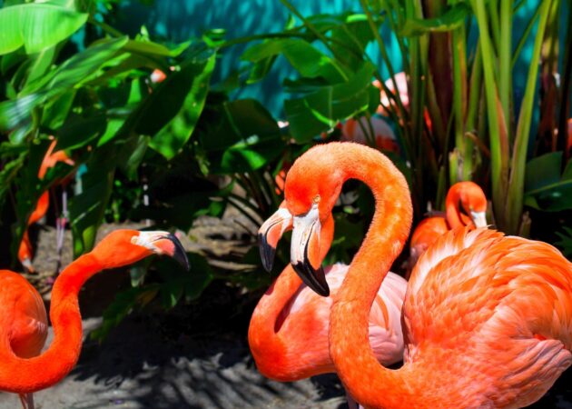 Le Wild Florida Safari Park, Orlando