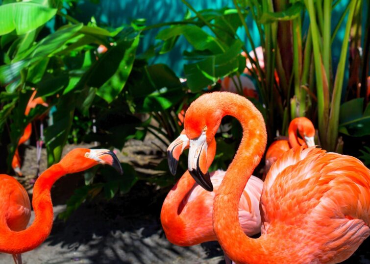 Le Wild Florida Safari Park, Orlando