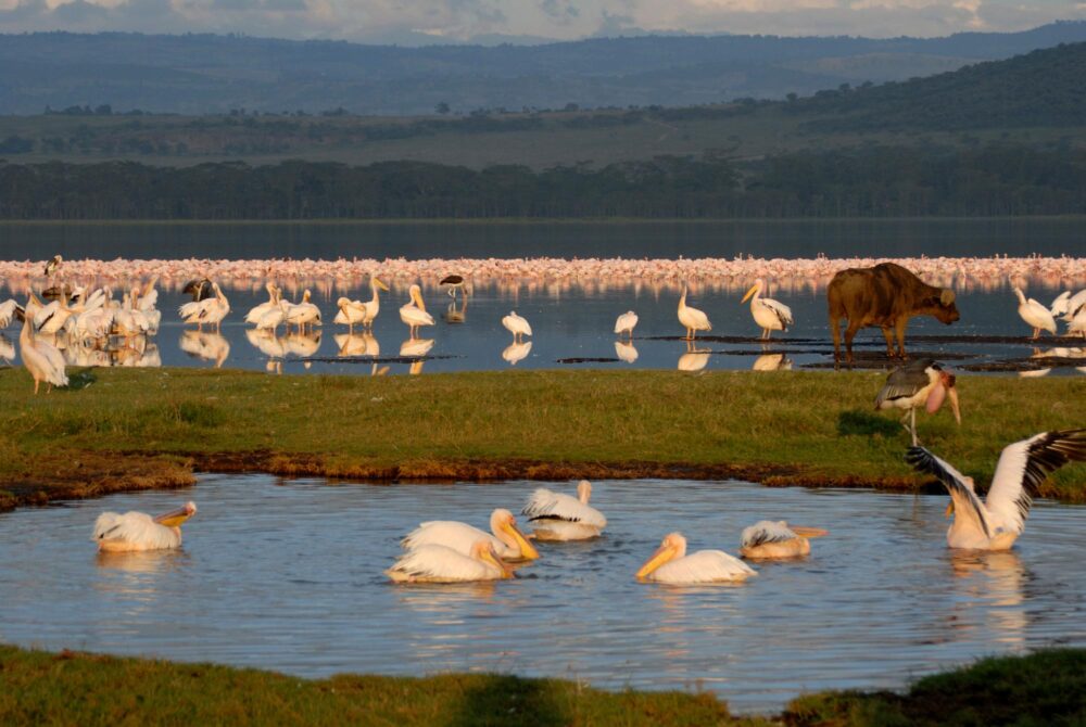 Le lac Nakuru, Kenya