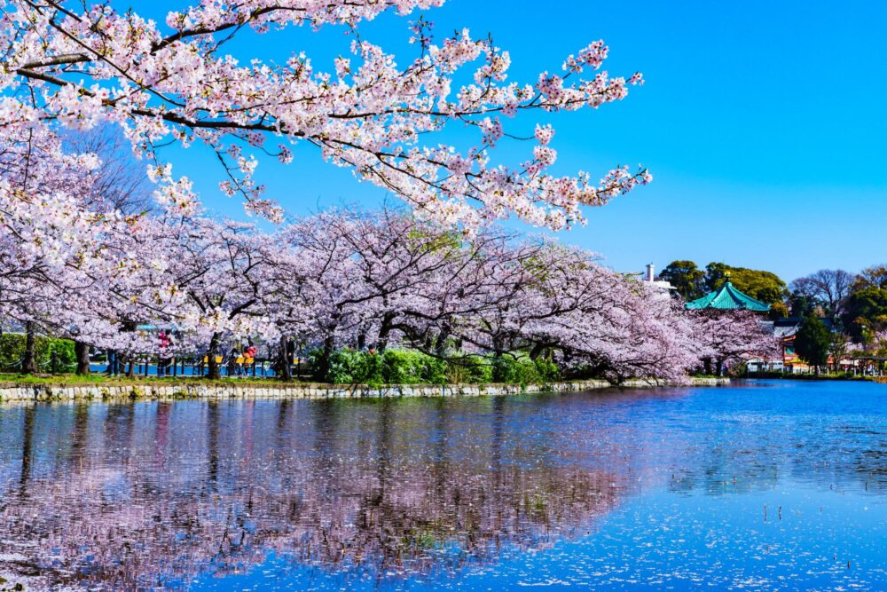 Le parc Ueno à Tokyo, Japon