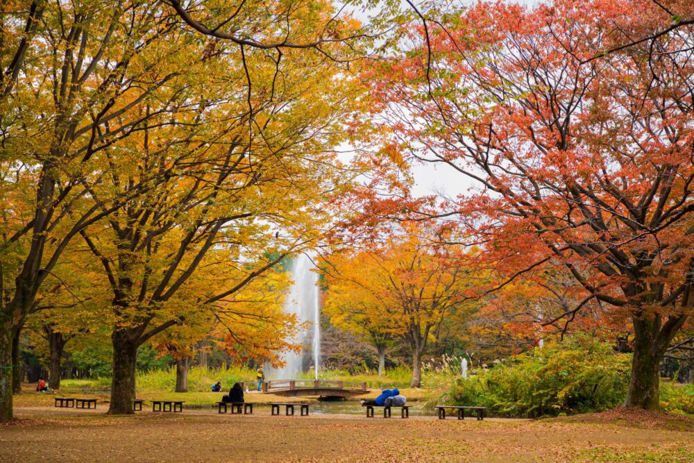 Le parc Yoyogi à Tokyo, Japon