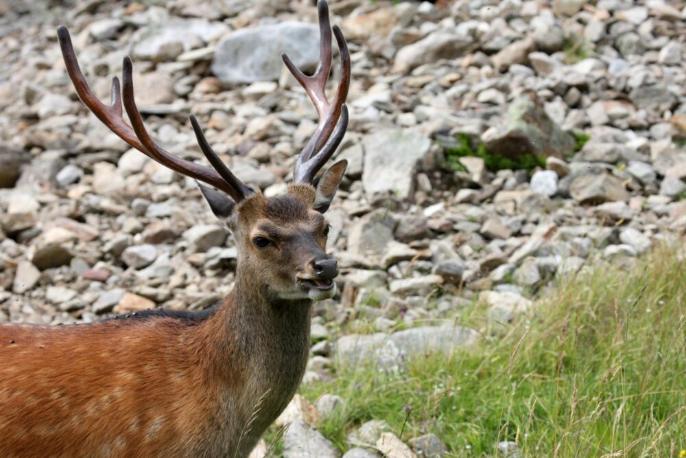 Le parc animalier de Merlet