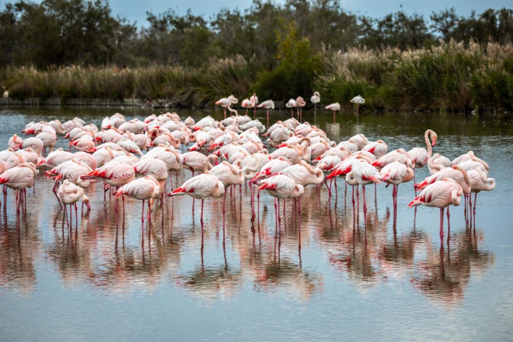 Le parc de Pont-de-Gau