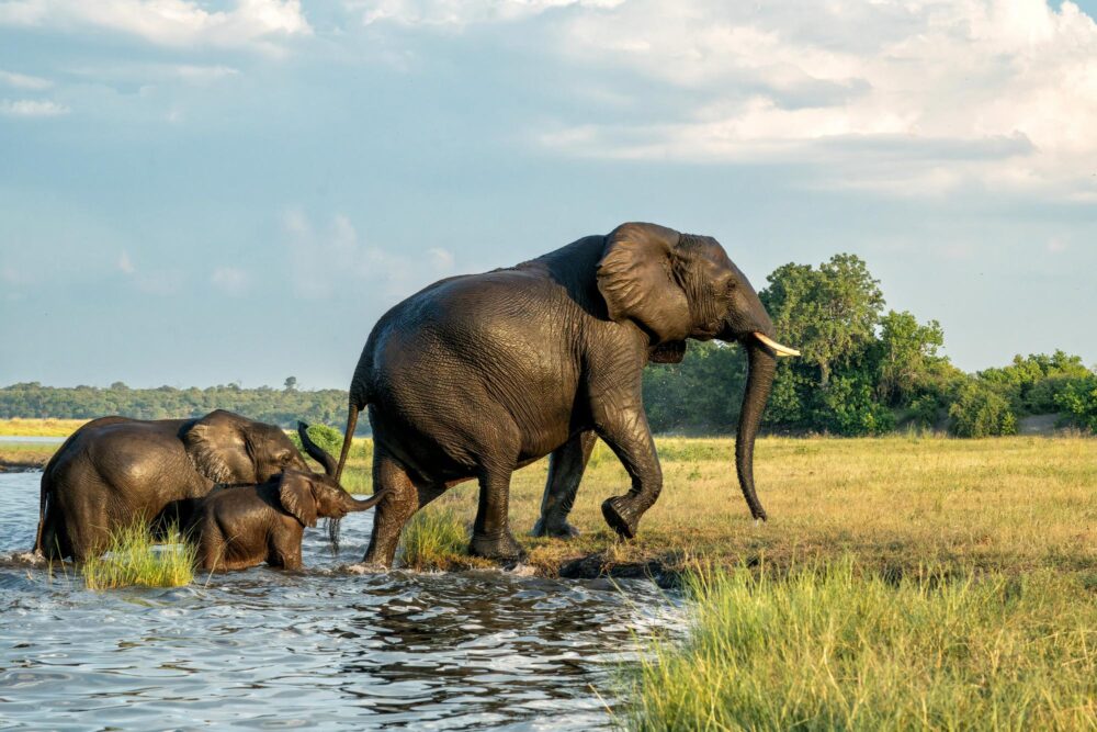 Le parc national de Chobe, Bostwana