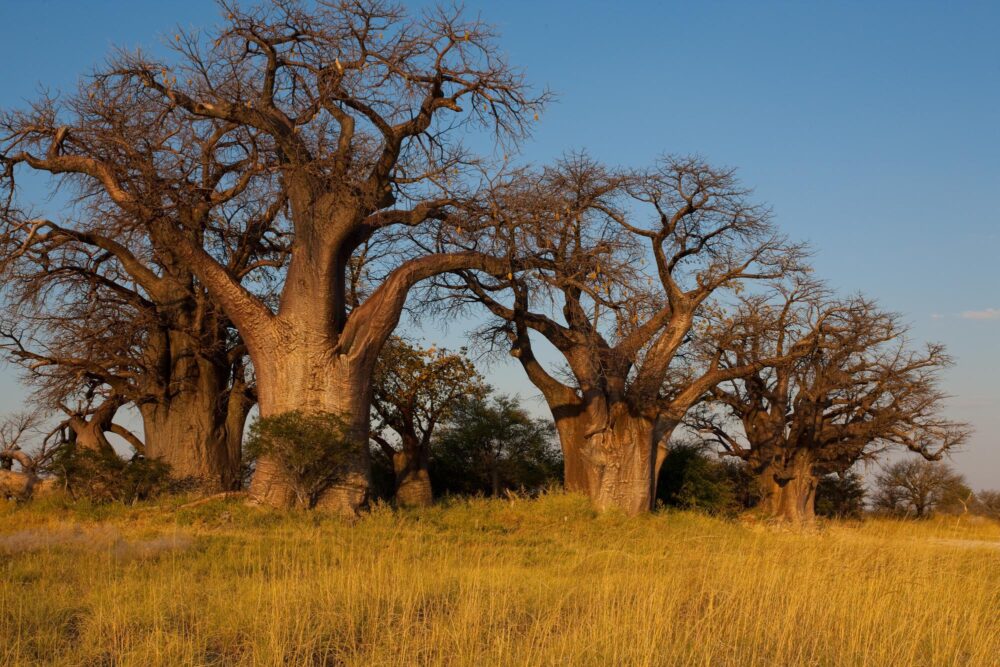 Le parc national de Nxai Pan, Bostwana