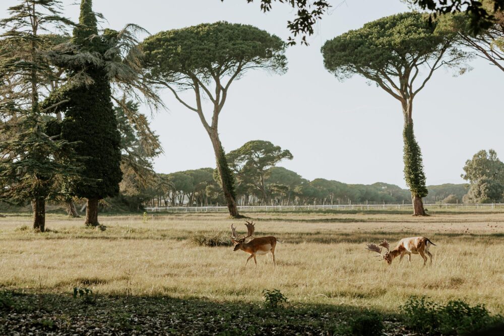 Le parc naturel de Migliarino-San Rossore-Massaciuccoli, Italie