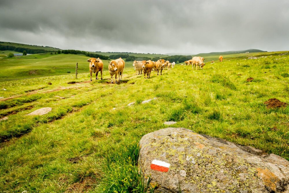 Le plateau de l’Aubrac