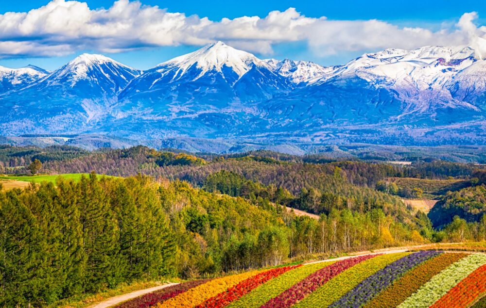 Les montagnes enneigées et les champs de fleurs de l'île d'Hokkaidō au Japon