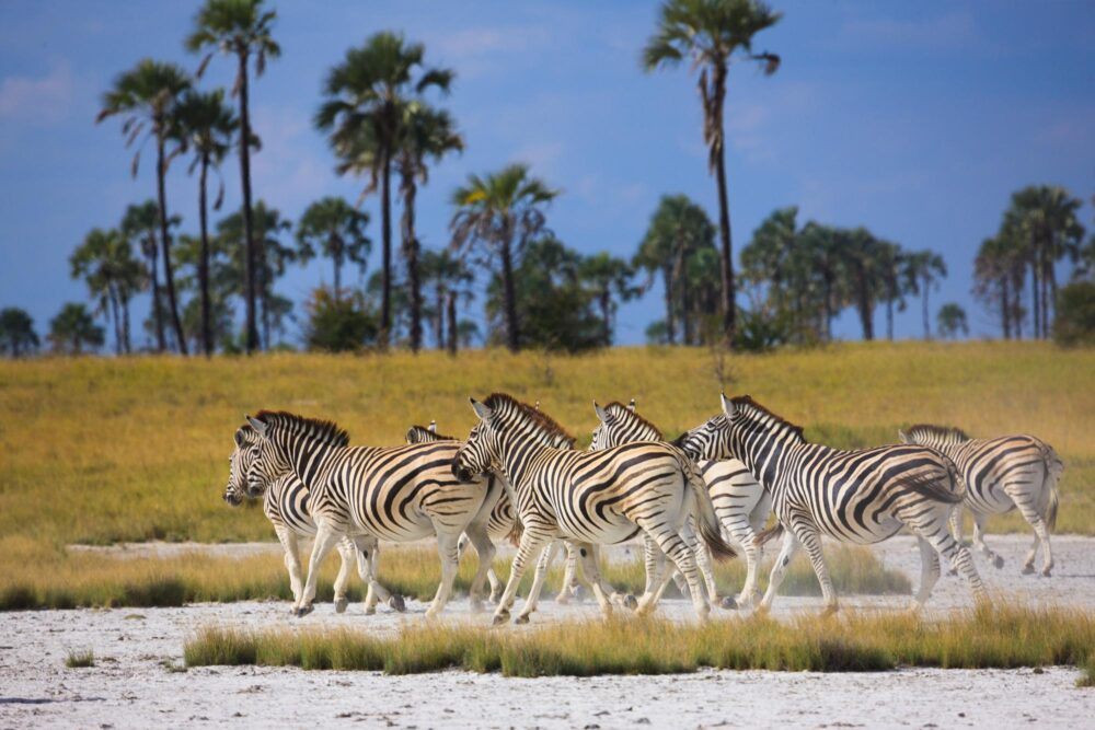 Les pans de Makgadikgadi, Bostwana