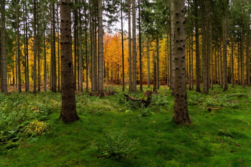 Les terrains de chasse du roi Christian IV