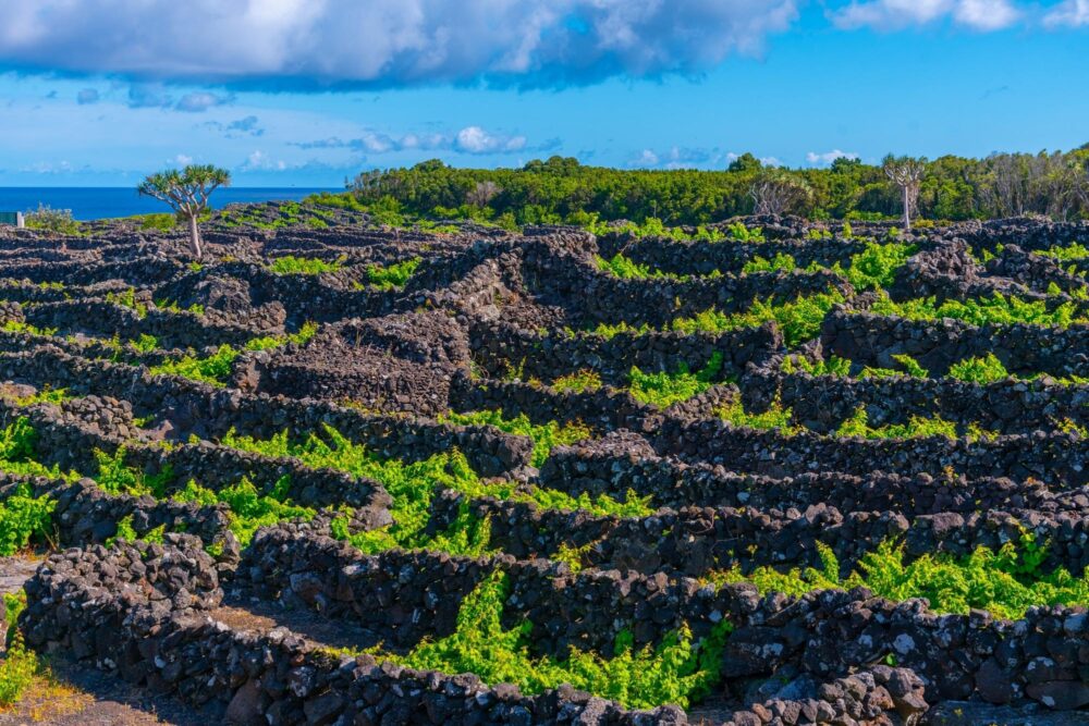 Les vignobles des Açores