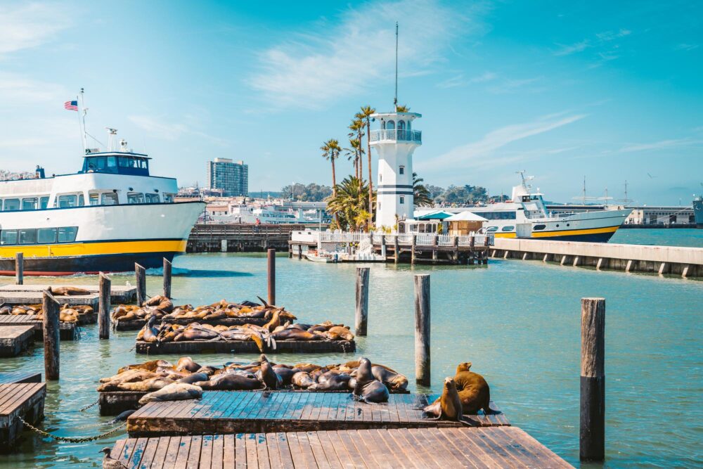 Lions de mer, Fisherman's Wharf