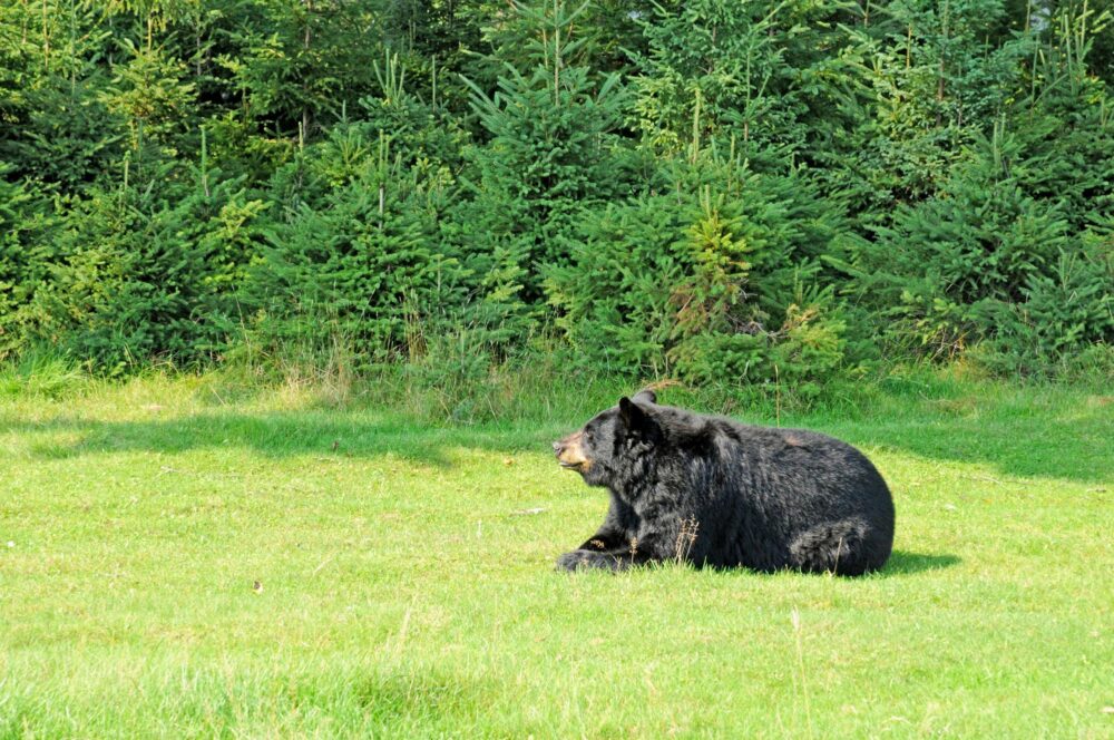 L'un des ours noirs du zoo de Saint-Félicien au Québec