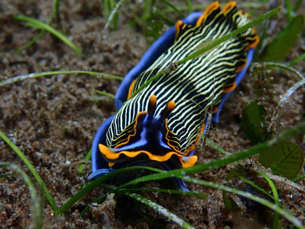 Nudibranche, Dauin, Philippines