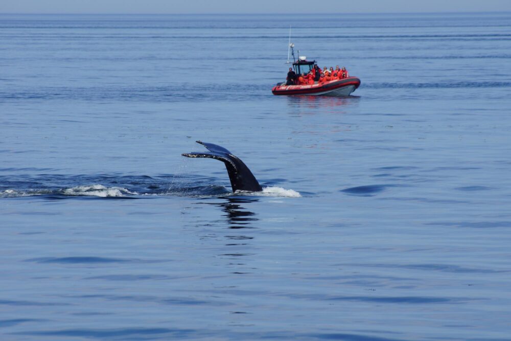Observer les baleines en zodiac dans la baie de Tadoussac au Québec