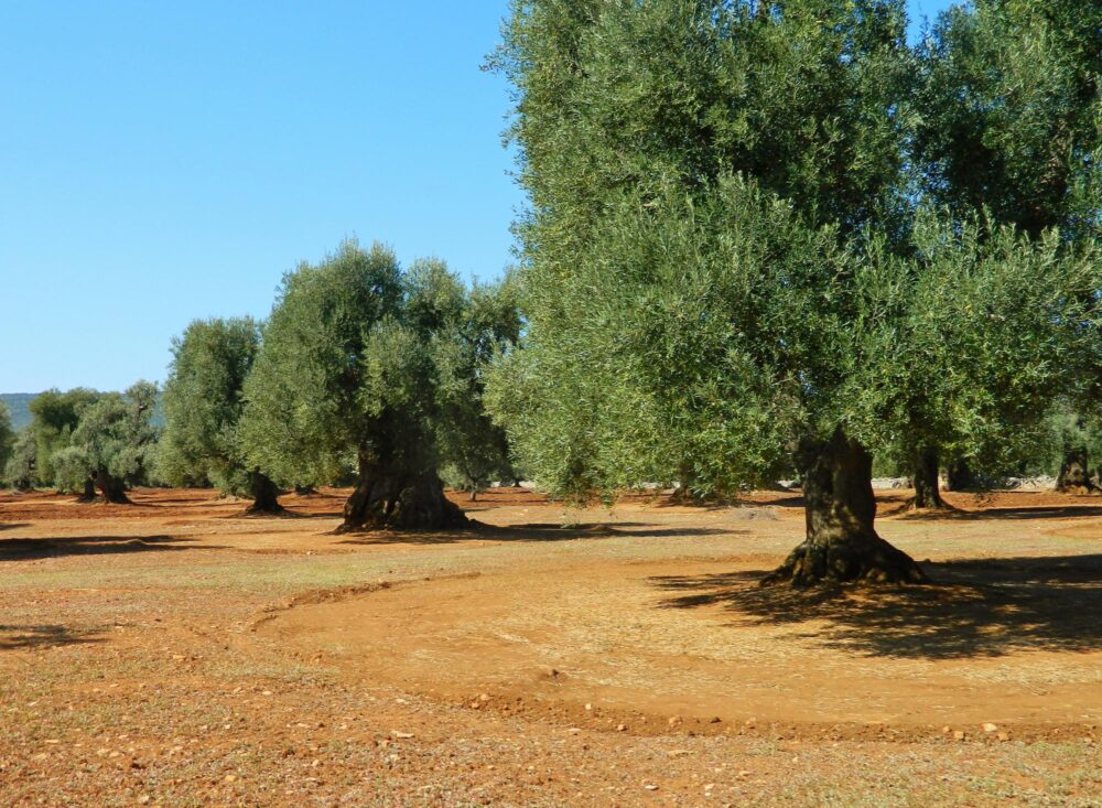 Oliveraie Cisternino