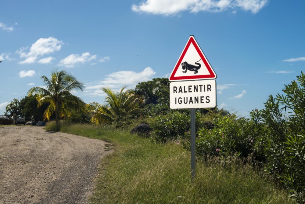 Panneau iguanes, Petites Antilles