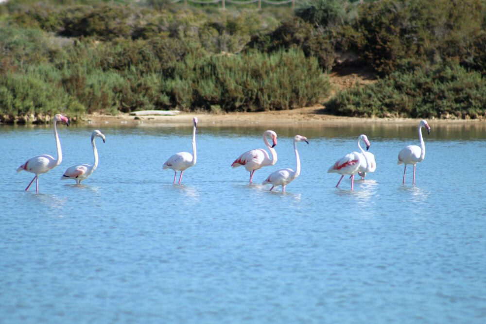 Parc Naturel des Salines, Ibiza