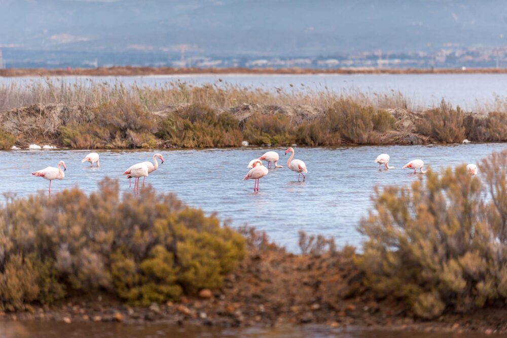 Parco Molentargius-Saline, Cagliari