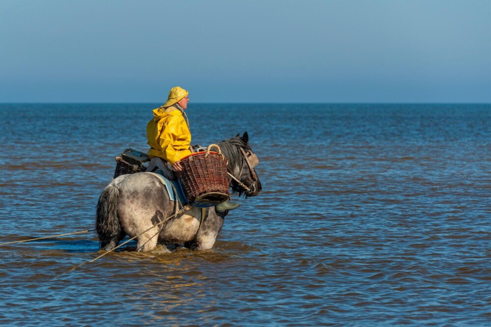 Pêcheur de crevettes à cheval en mer du Nord avec cheval à Oostduinkerke, Belgique.