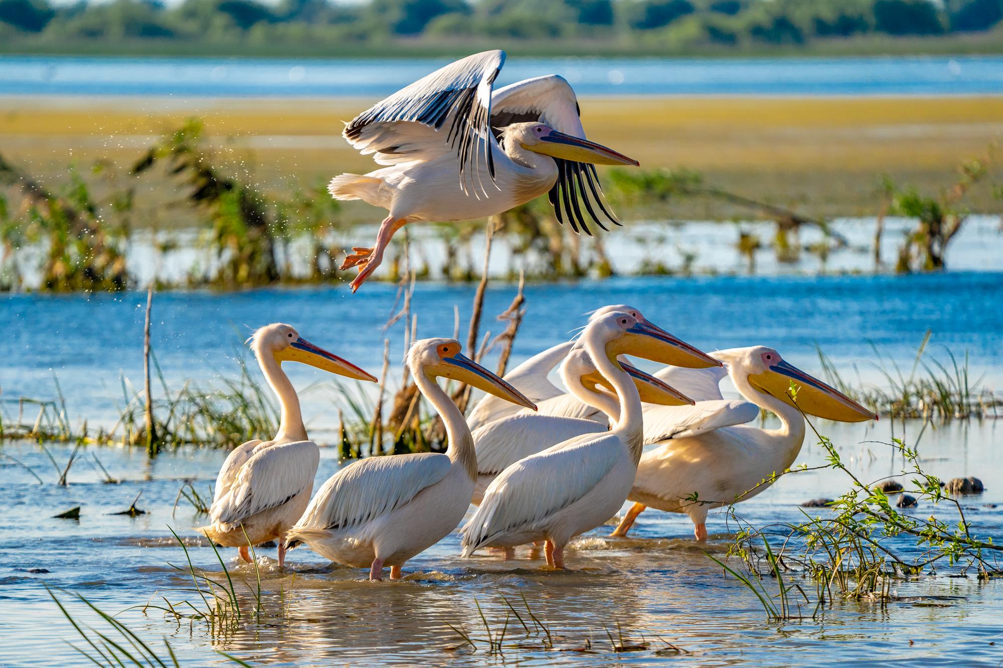 Pélicans dans le delta du Danube
