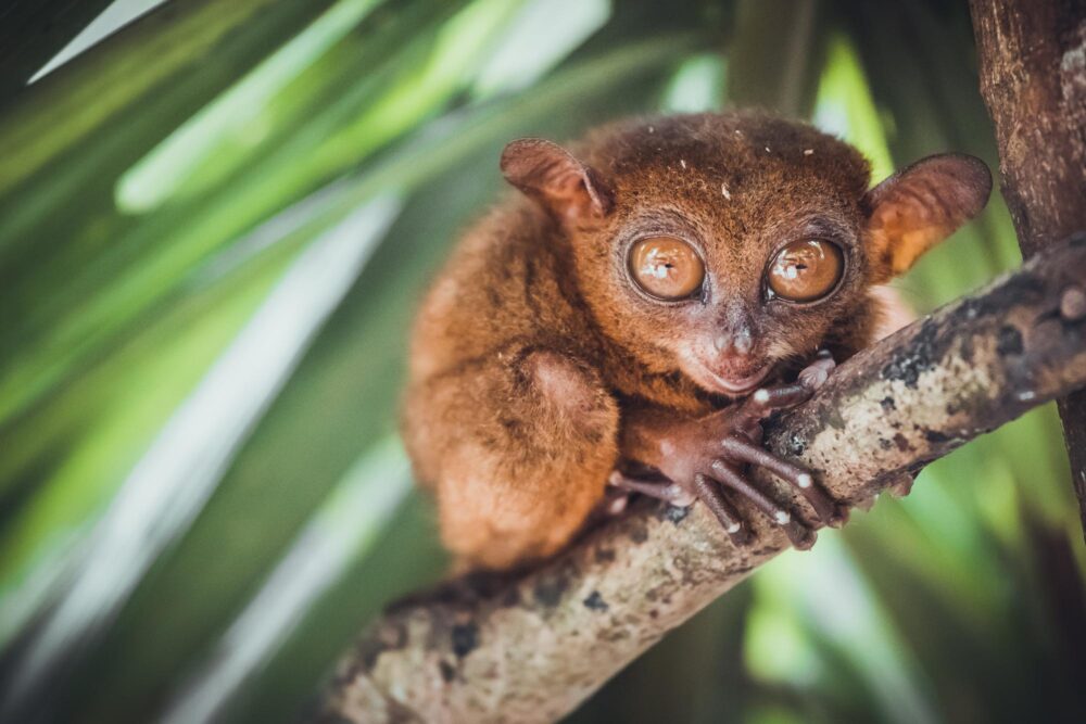 Philippine Tarsier Sanctuary à Bohol