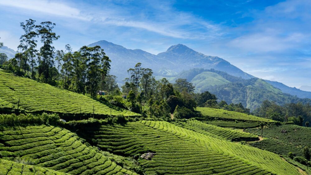 Plantation de thé dans les collines de thé de Munnar en Inde