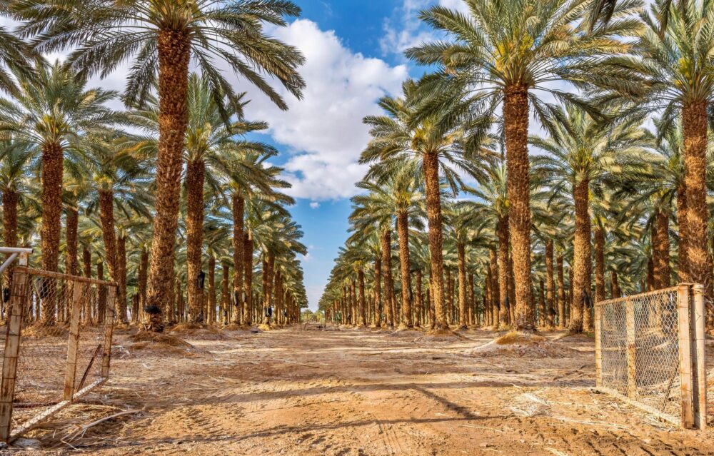 Plantations de palmiers dattiers, Arabie saoudite