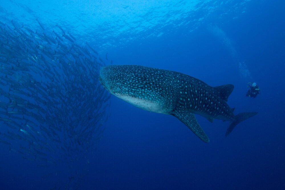 Plongée avec requin-baleine et barracudas à Tubbataha Reefs, Philippines