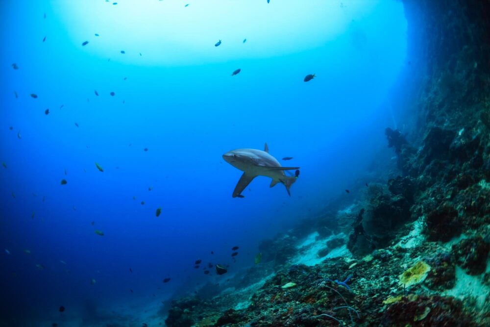 Plongée sur l'île de Malapascua aux Philippines
