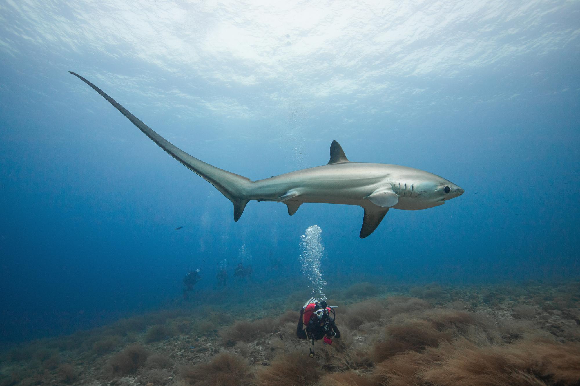 Plongeur avec un requin à Malapascua, Philippines