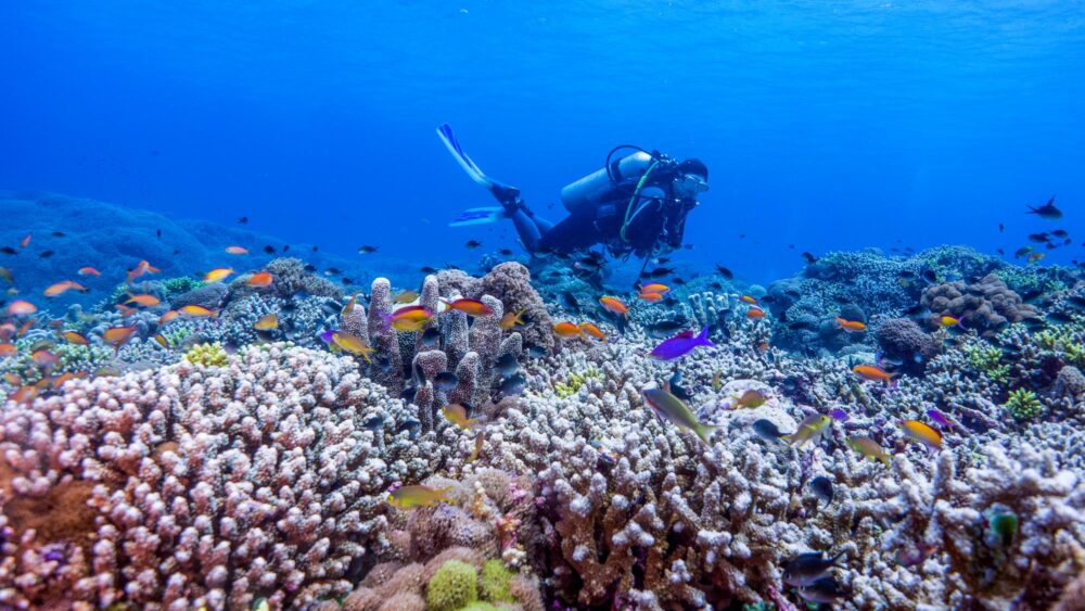 Plongeur sur le récif de Tubbataha aux Philippines