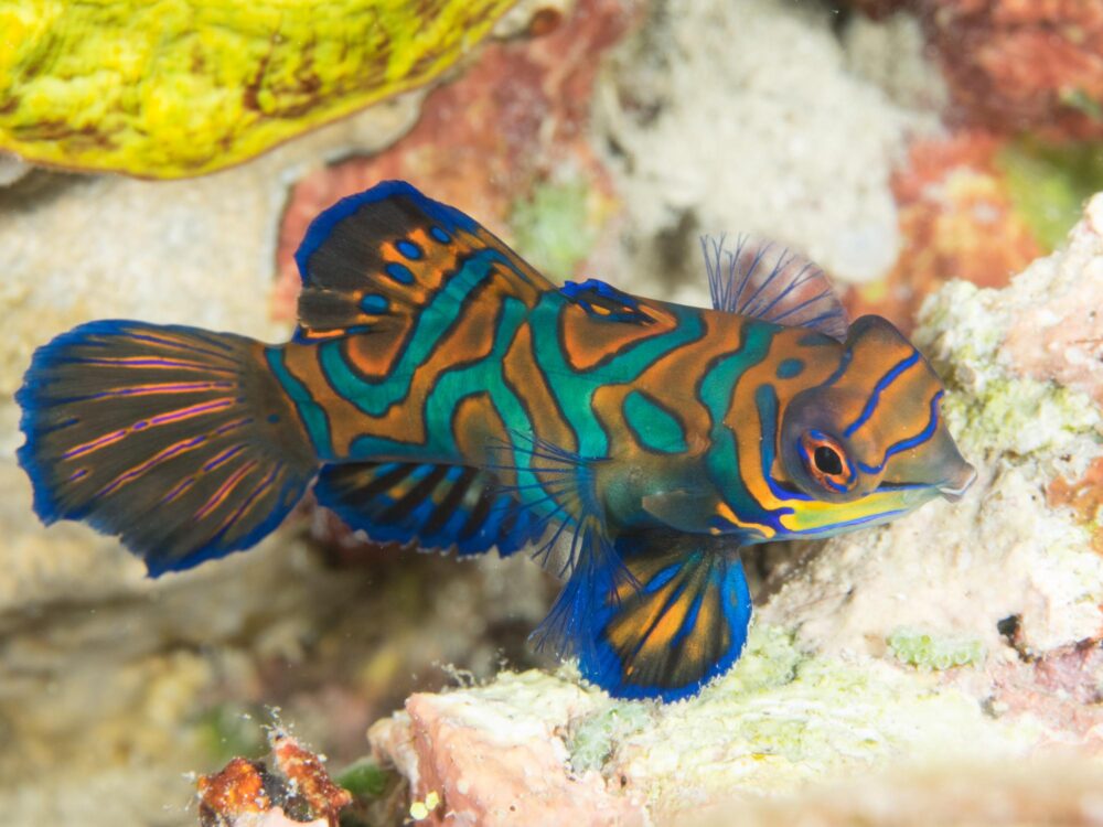 Poisson dans les fonds marins de Ticao Pass aux Philippines
