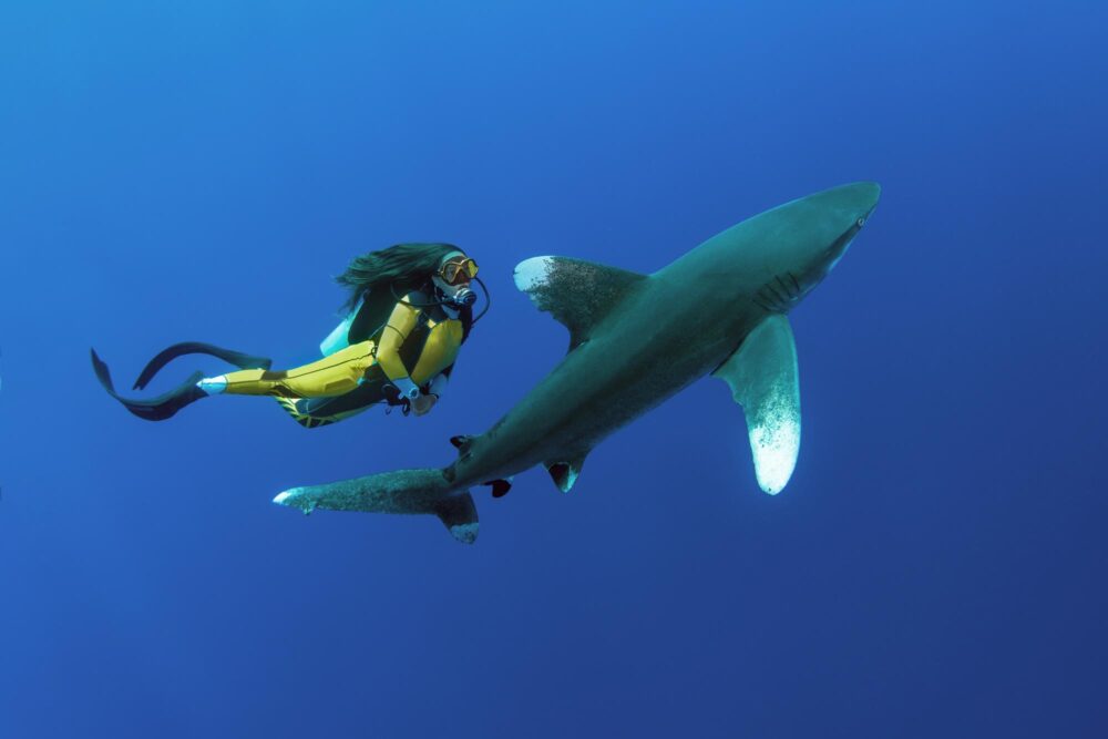 Requin dans le Récif d’Elphinstone