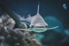 Requin gris dans l'aquarium de Nouméa