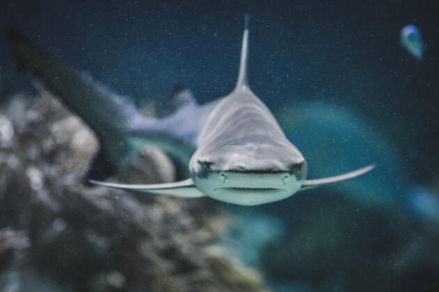 Requin gris dans l'aquarium de Nouméa