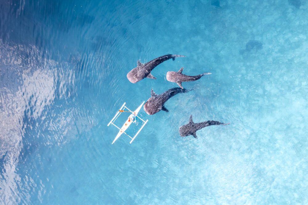 Requins-baleines à Oslob, Philippines