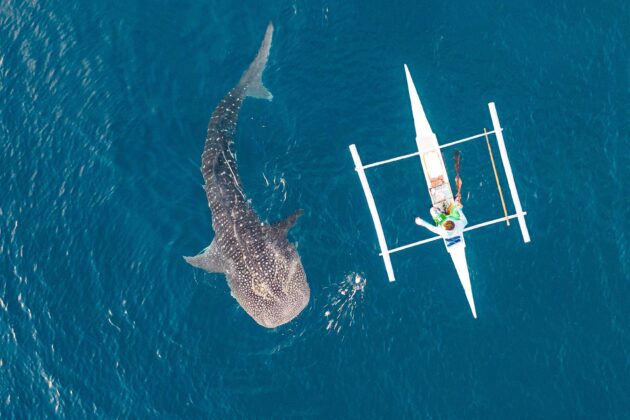 Requins-baleines aux Philippines